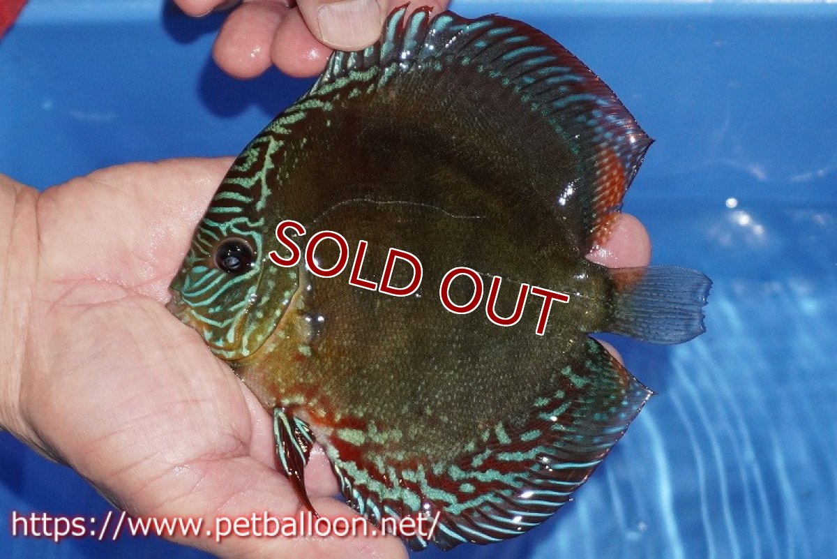 画像2: 【ディスカス】【通販】【超激レア セレクト個体】(【激赤必至】朱月 (即戦力個体)【個体販売】14-15cm【証明書付】(生体)B-HOUSE 倉津氏作出 (2)