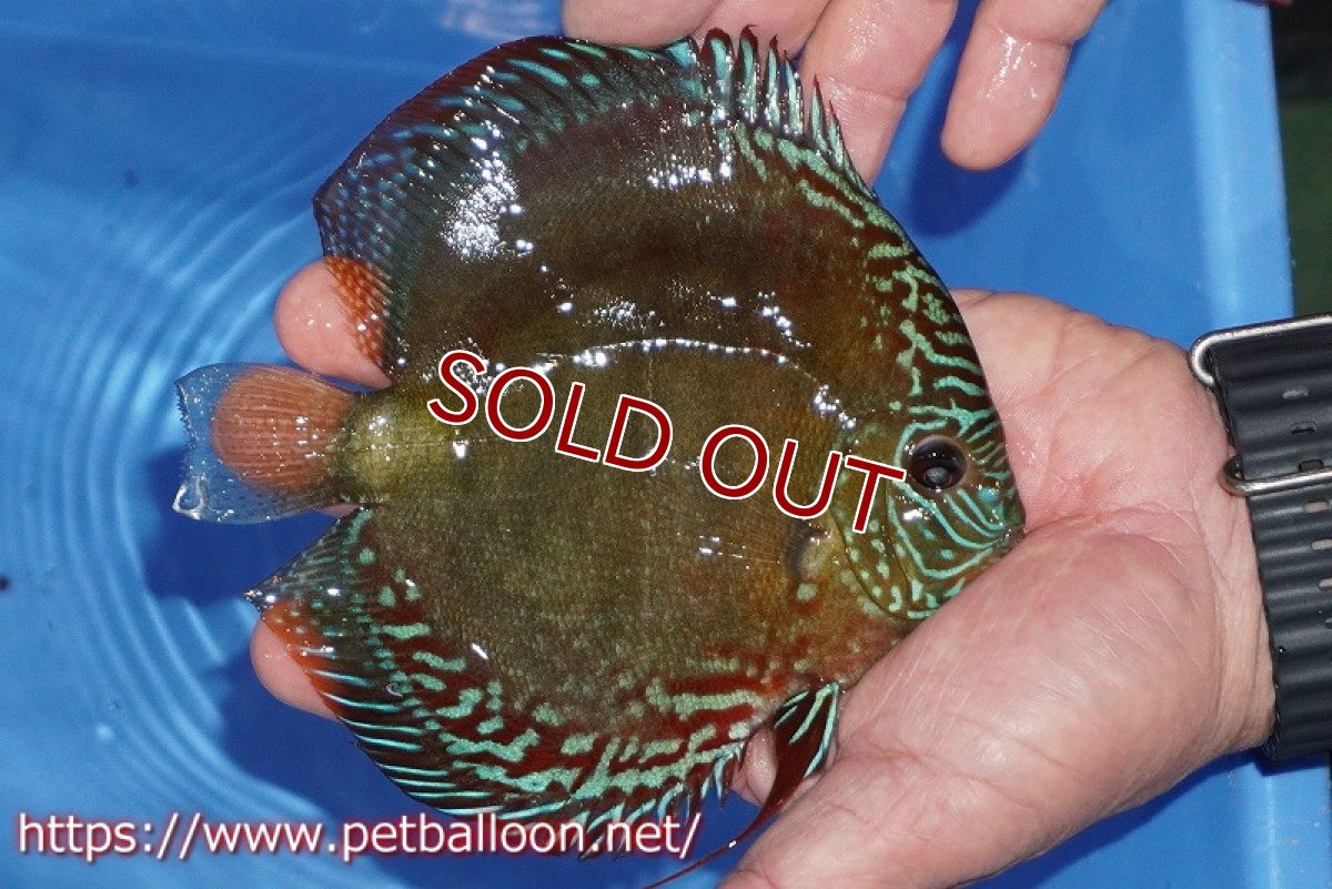 画像3: 【ディスカス】【通販】【超激レア セレクト個体】(【激赤必至】朱月 (即戦力個体)【個体販売】14-15cm【証明書付】(生体)B-HOUSE 倉津氏作出 (3)