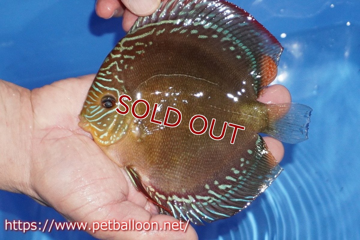 画像2: 【ディスカス】【通販】【超激レア セレクト個体】(【激赤必至】朱月 (即戦力個体)【個体販売】14-15cm【証明書付】(生体)B-HOUSE 倉津氏作出 (2)