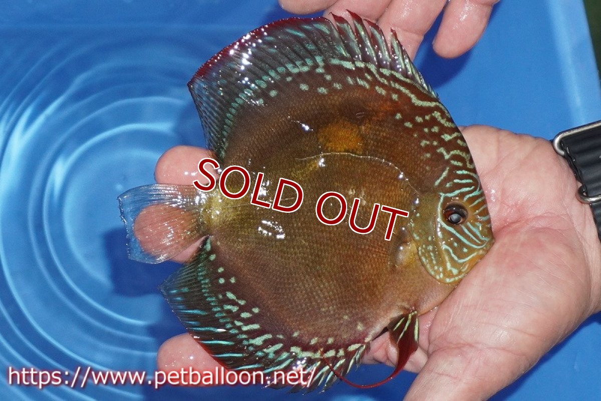 画像3: 【ディスカス】【通販】【超激レア セレクト個体】(【激赤必至】朱月 (即戦力個体)【個体販売】14-15cm【証明書付】(生体)B-HOUSE 倉津氏作出 (3)