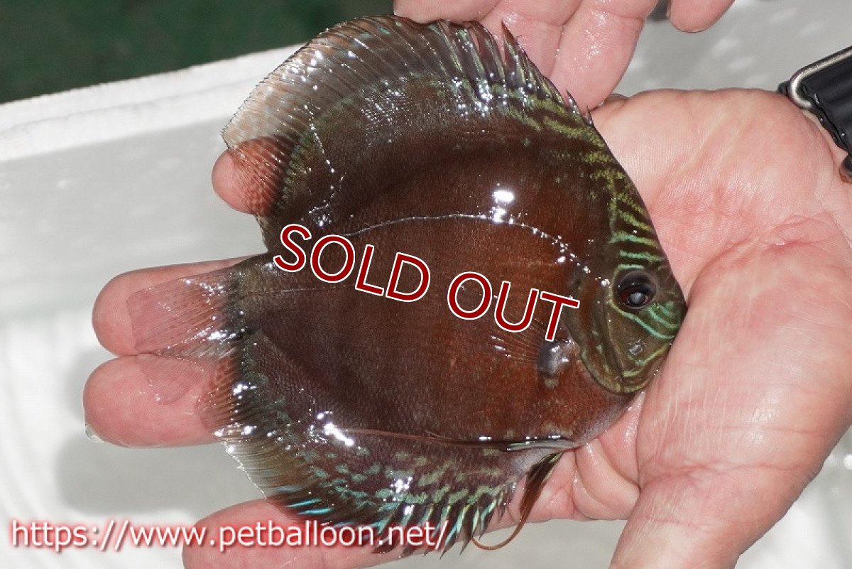 画像2: 【ディスカス】【通販】【超激レア セレクト個体】(【激赤必至】朱月 (スーパーヤングスター)【個体販売】13cm【証明書付】(生体)B-HOUSE 倉津氏作出 (2)