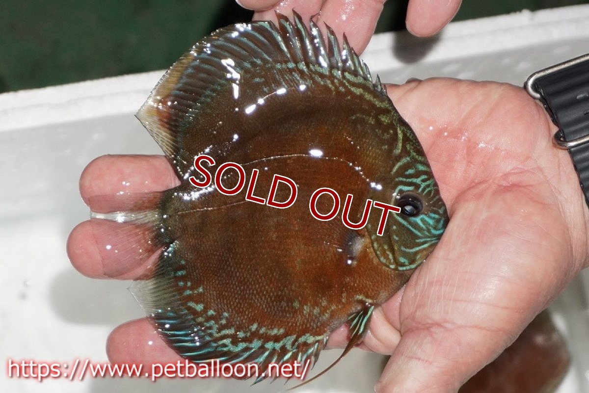 画像2: 【ディスカス】【通販】【超激レア セレクト個体】(【激赤必至】朱月 (スーパーヤングスター)【個体販売】13cm【証明書付】(生体)B-HOUSE 倉津氏作出 (2)