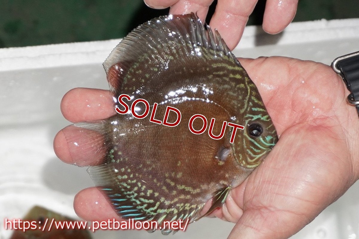 画像2: 【ディスカス】【通販】【超激レア セレクト個体】(【激赤必至】朱月 (スーパーヤングスター)【個体販売】13cm【証明書付】(生体)B-HOUSE 倉津氏作出 (2)