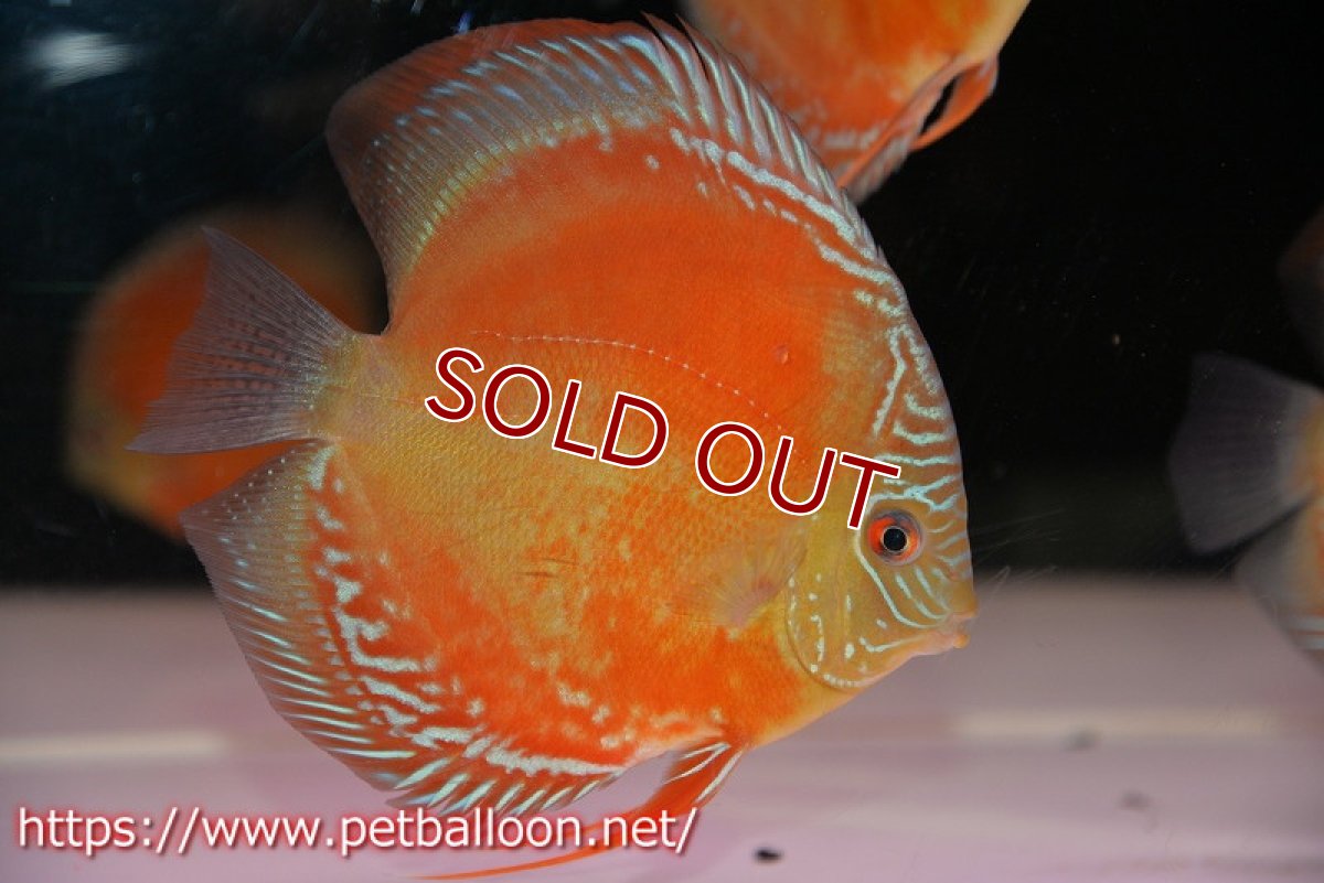 画像2: 【ディスカス】【通販】【超激レア セレクト個体】(【激赤必至】朱月 (スーパーヤングスター)【個体販売】13-14cm【証明書付】(生体)B-HOUSE 倉津氏作出 (2)