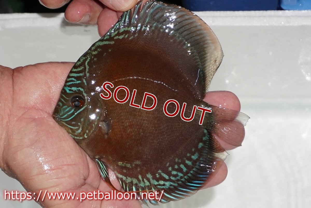 画像3: 【ディスカス】【通販】【超激レア セレクト個体】(【激赤必至】朱月 (スーパーヤングスター)【個体販売】13-14cm【証明書付】(生体)B-HOUSE 倉津氏作出 (3)