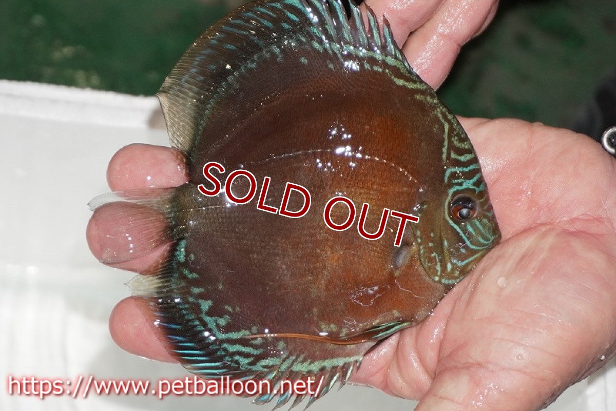 画像4: 【ディスカス】【通販】【超激レア セレクト個体】(【激赤必至】朱月 (スーパーヤングスター)【個体販売】13-14cm【証明書付】(生体)B-HOUSE 倉津氏作出 (4)