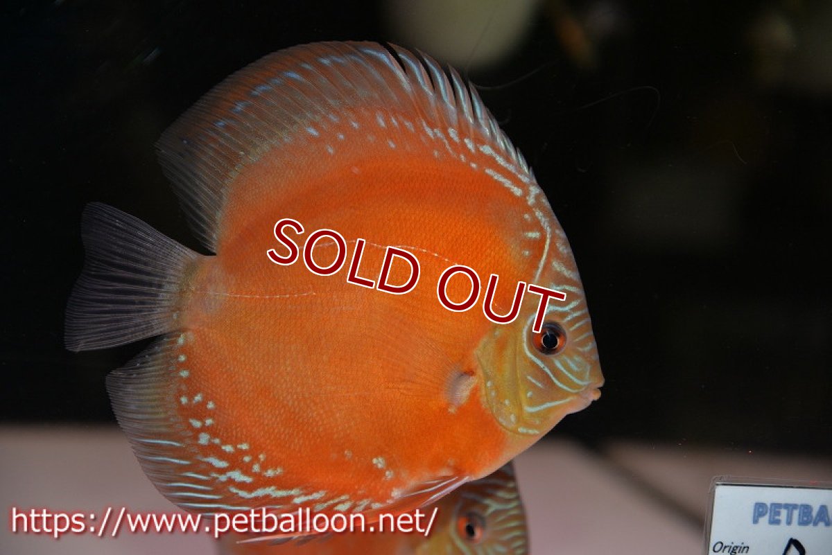 画像2: 【ディスカス】【通販】【超激レア セレクト個体】(【激赤必至】朱月 (スーパーヤングスター)【個体販売】13-14cm【証明書付】(生体)B-HOUSE 倉津氏作出 (2)