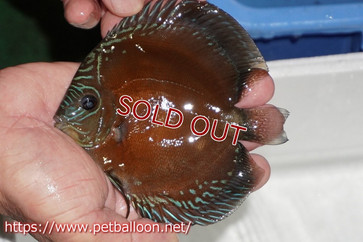 画像3: 【ディスカス】【通販】【超激レア セレクト個体】(【激赤必至】朱月 (スーパーヤングスター)【個体販売】13-14cm【証明書付】(生体)B-HOUSE 倉津氏作出 (3)