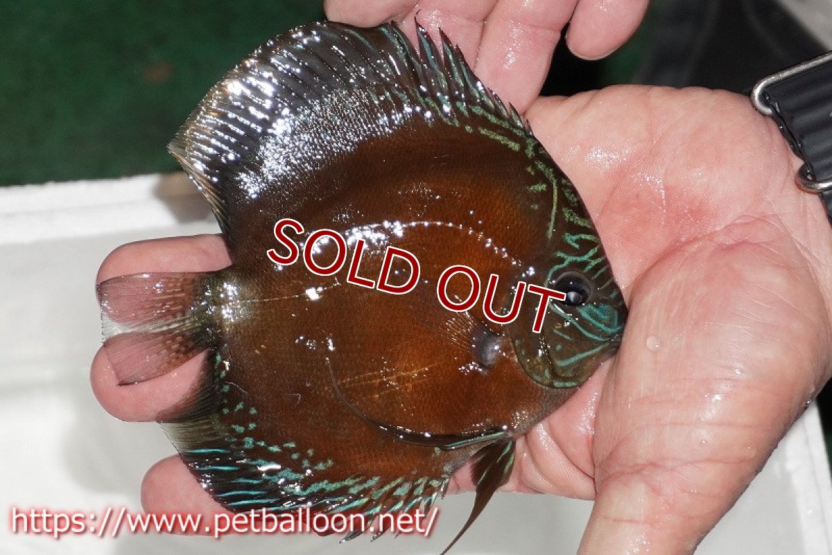 画像4: 【ディスカス】【通販】【超激レア セレクト個体】(【激赤必至】朱月 (スーパーヤングスター)【個体販売】13-14cm【証明書付】(生体)B-HOUSE 倉津氏作出 (4)