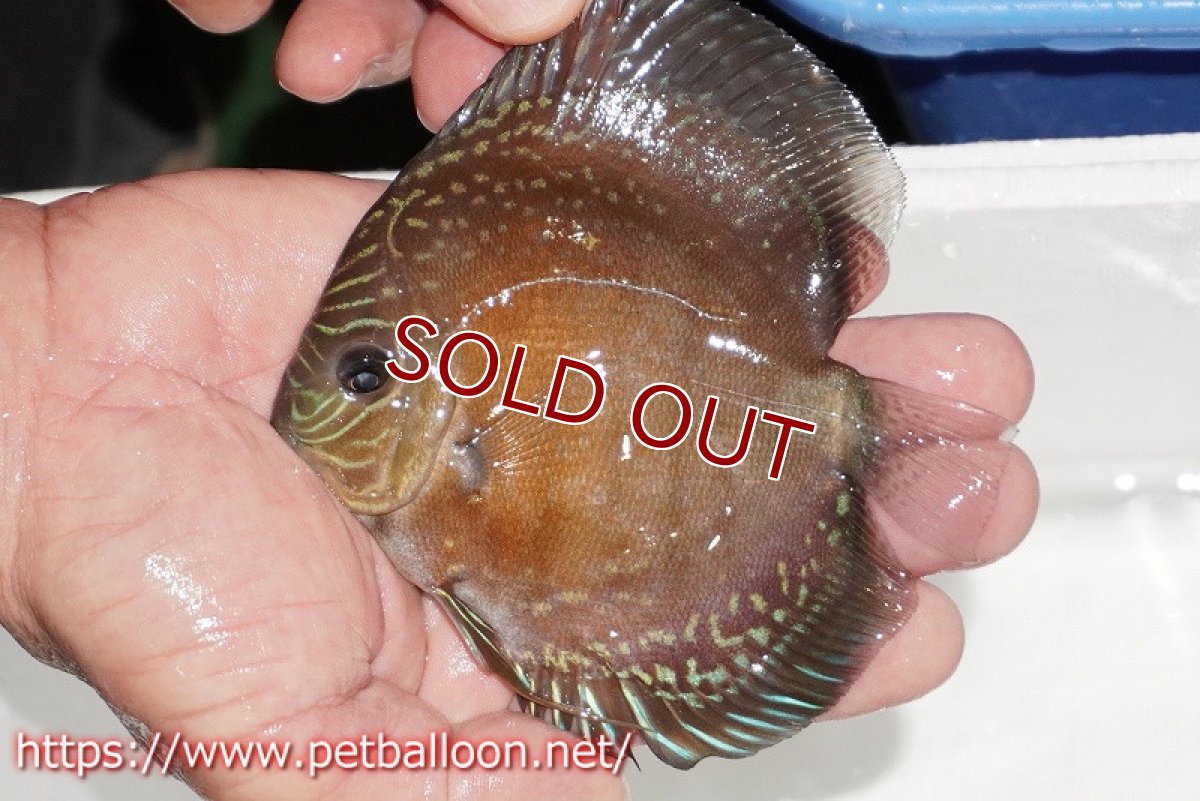 画像2: 【ディスカス】【通販】【超激レア セレクト個体】(【激赤必至】朱月 (スーパーヤングスター)【個体販売】12-13cm【証明書付】(生体)B-HOUSE 倉津氏作出 (2)