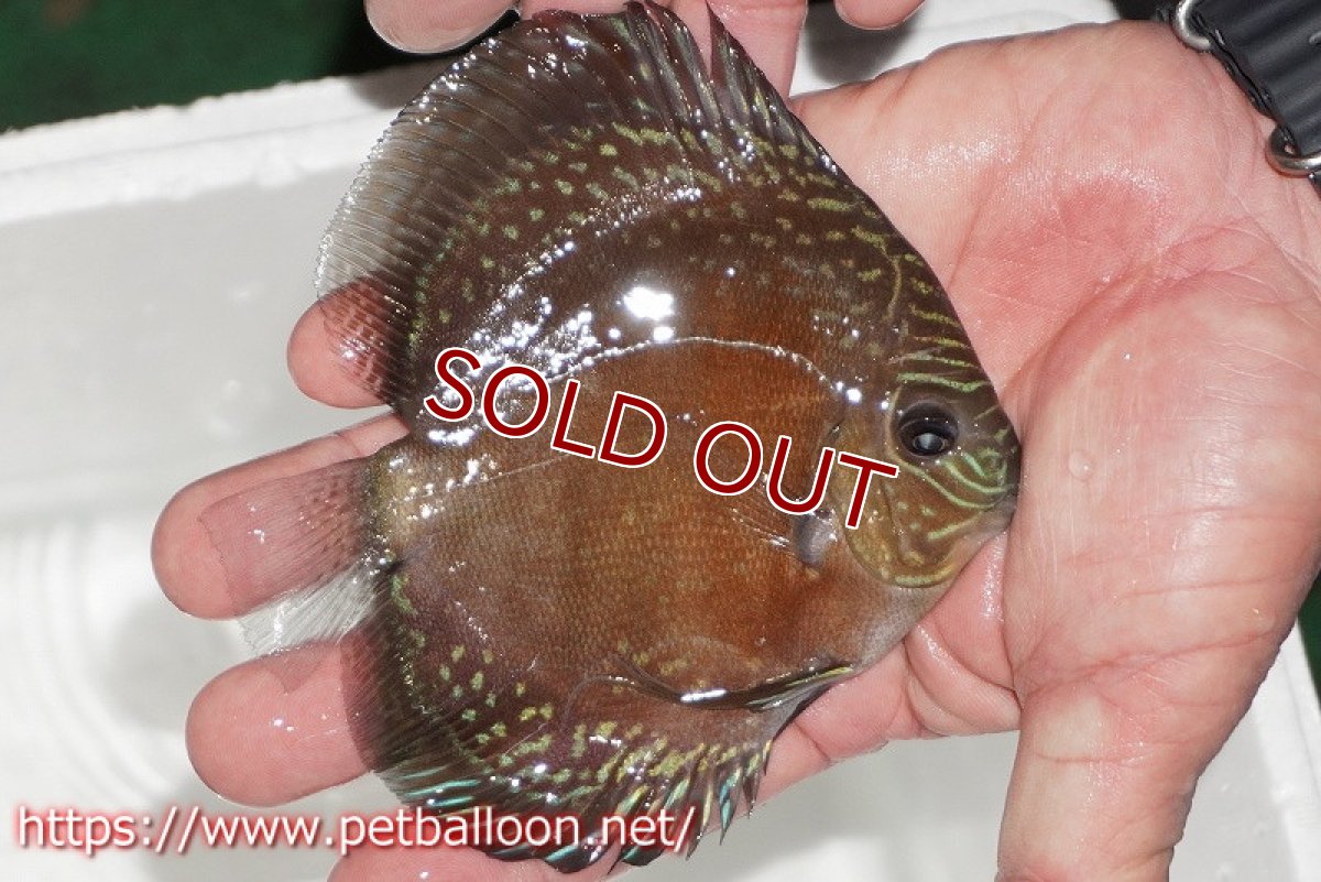 画像3: 【ディスカス】【通販】【超激レア セレクト個体】(【激赤必至】朱月 (スーパーヤングスター)【個体販売】12-13cm【証明書付】(生体)B-HOUSE 倉津氏作出 (3)