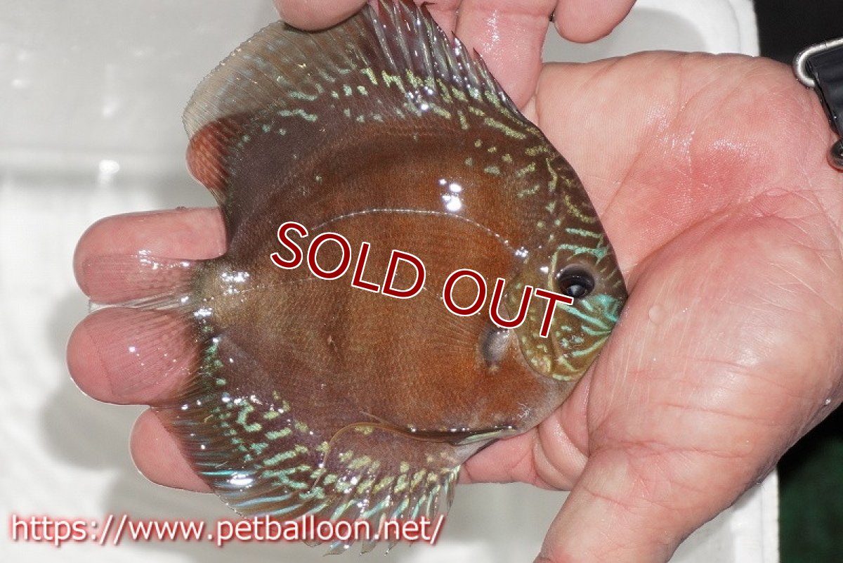 画像2: 【ディスカス】【通販】【超激レア セレクト個体】(【激赤必至】朱月 (スーパーヤングスター)【個体販売】12-13cm【証明書付】(生体)B-HOUSE 倉津氏作出 (2)