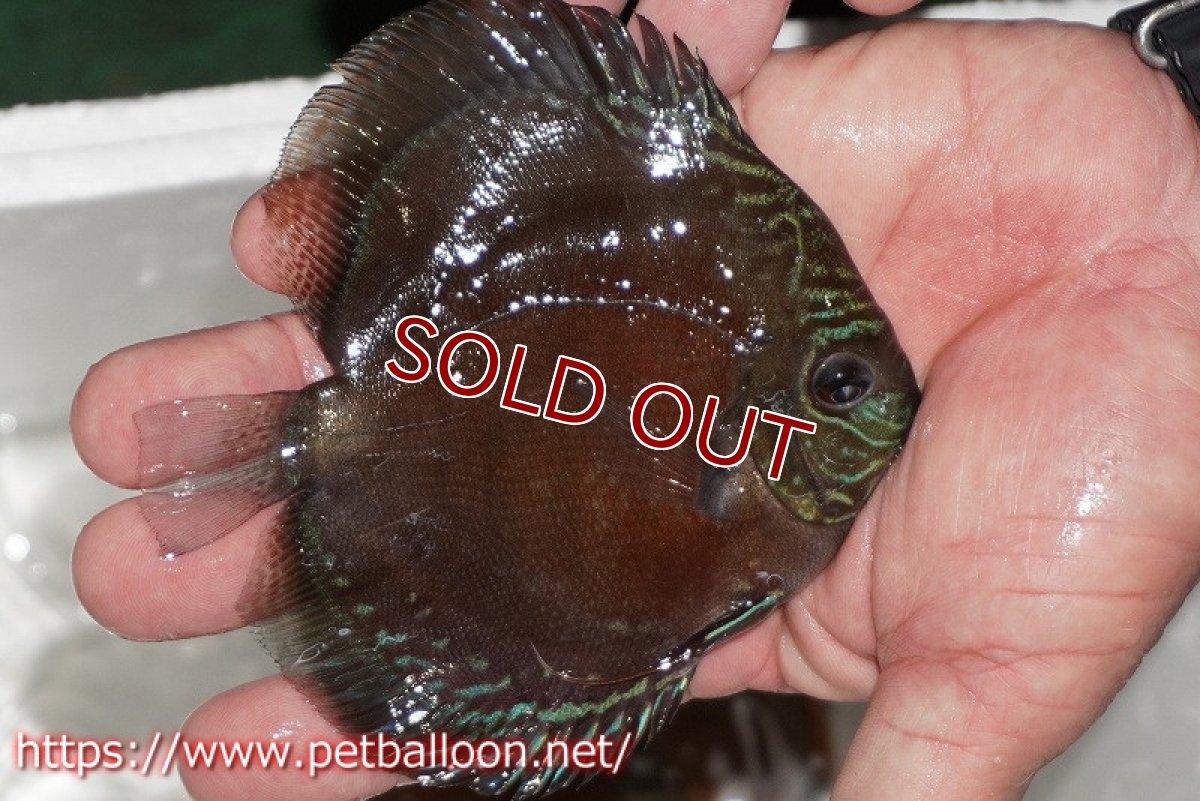 画像2: 【ディスカス】【通販】【超激レア セレクト個体】(【激赤必至】朱月 (スーパーヤングスター)【個体販売】12-13cm【証明書付】(生体)B-HOUSE 倉津氏作出 (2)