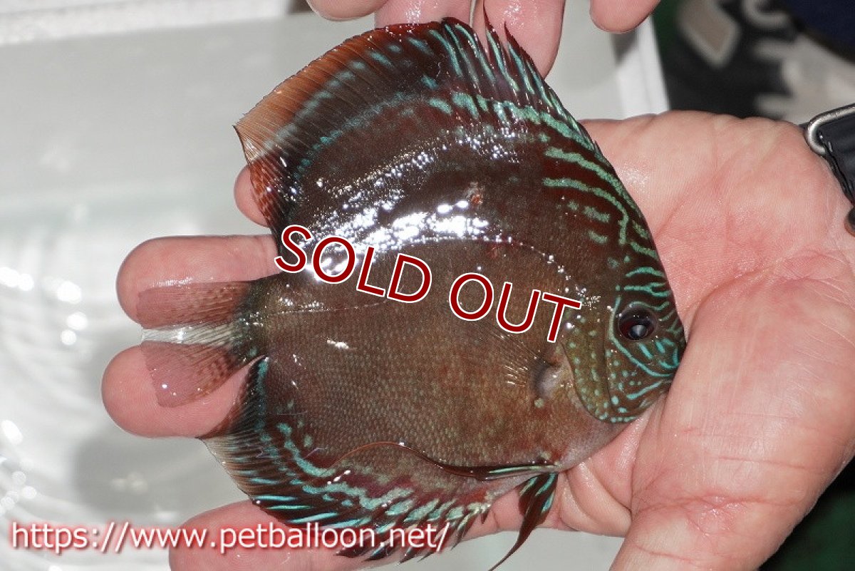 画像2: 【ディスカス】【通販】【超激レア セレクト個体】(【激赤必至】朱月 (スーパーヤングスター)【個体販売】12-13cm【証明書付】(生体)B-HOUSE 倉津氏作出 (2)