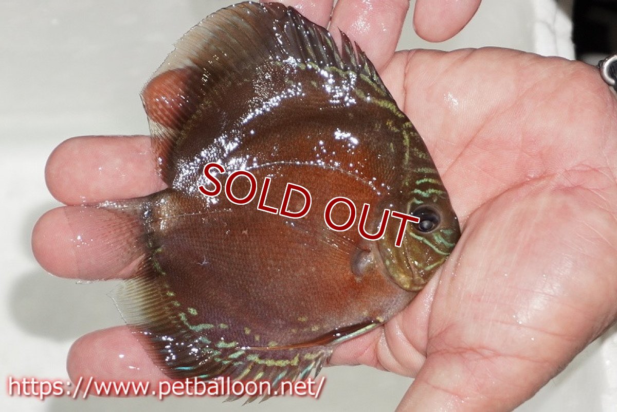 画像2: 【ディスカス】【通販】【超激レア セレクト個体】(【激赤必至】朱月 (スーパーヤングスター)【個体販売】12-13cm【証明書付】(生体)B-HOUSE 倉津氏作出 (2)