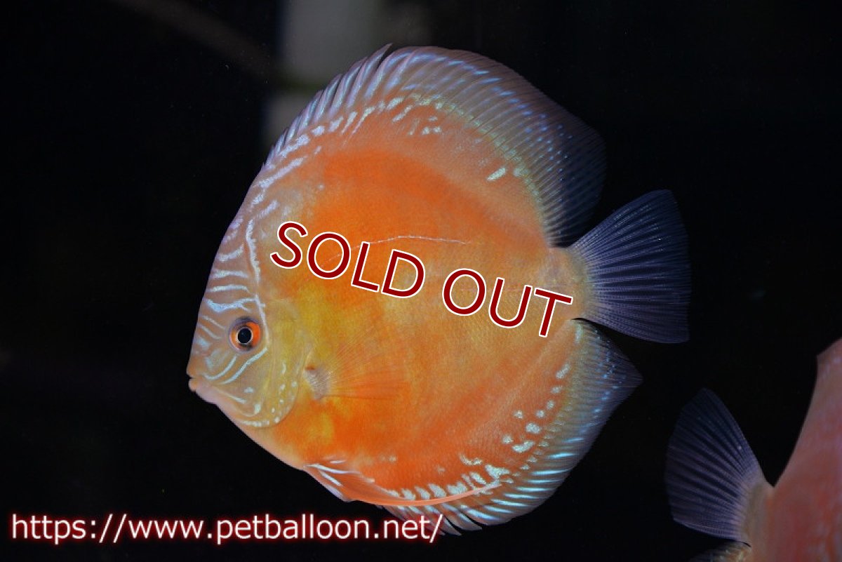 画像2: 【ディスカス】【通販】【超激レア セレクト個体】(【激赤必至】朱月　（スーパーヤングスター）【個体販売】12-13cm【証明書付】（生体）B-HOUSE 倉津氏作出 (2)