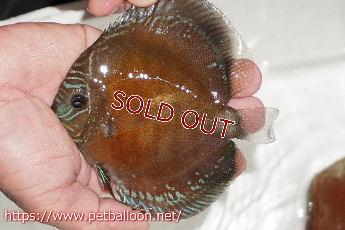 画像3: 【ディスカス】【通販】【超激レア セレクト個体】(【激赤必至】朱月　（スーパーヤングスター）【個体販売】12-13cm【証明書付】（生体）B-HOUSE 倉津氏作出 (3)