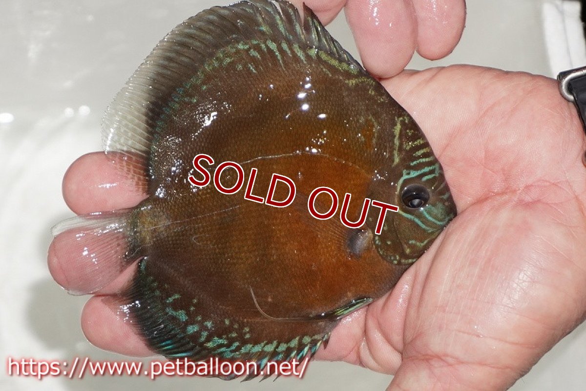 画像4: 【ディスカス】【通販】【超激レア セレクト個体】(【激赤必至】朱月　（スーパーヤングスター）【個体販売】12-13cm【証明書付】（生体）B-HOUSE 倉津氏作出 (4)