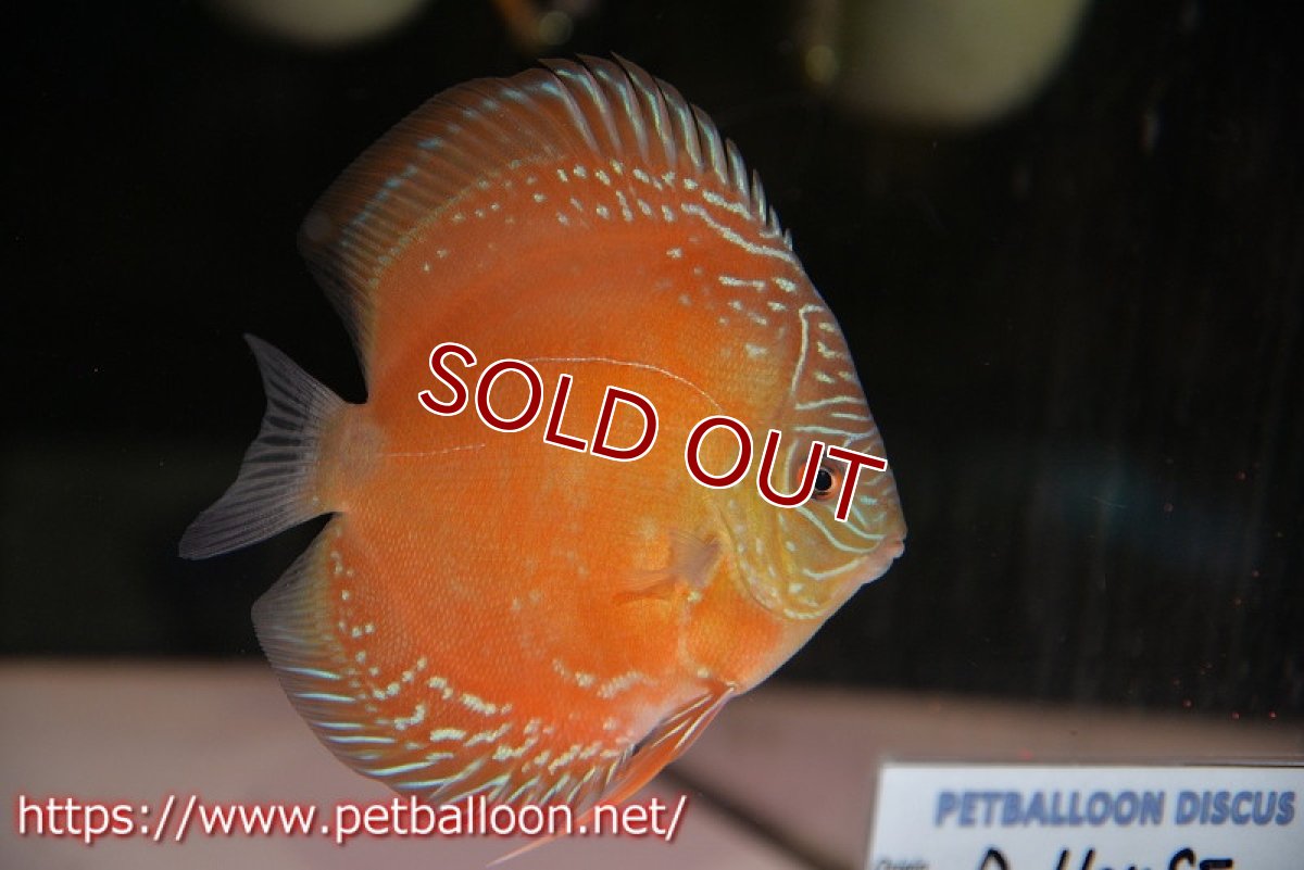 画像2: 【ディスカス】【通販】【超激レア セレクト個体】(【激赤必至】朱月　（スーパーヤングスター）【個体販売】12cm【証明書付】（生体）B-HOUSE 倉津氏作出 (2)