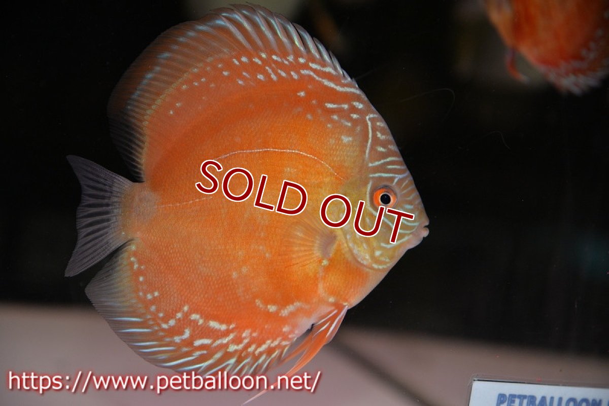 画像3: 【ディスカス】【通販】【超激レア セレクト個体】(【激赤必至】朱月　（スーパーヤングスター）【個体販売】12cm【証明書付】（生体）B-HOUSE 倉津氏作出 (3)