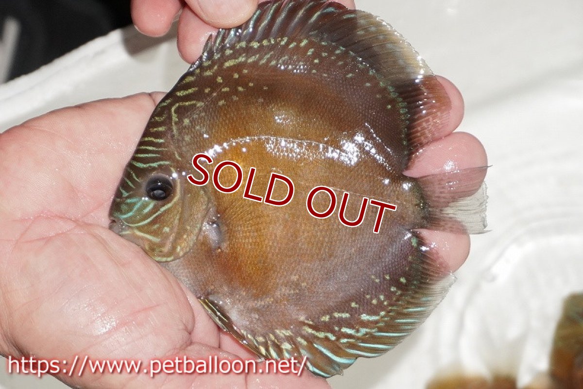 画像4: 【ディスカス】【通販】【超激レア セレクト個体】(【激赤必至】朱月　（スーパーヤングスター）【個体販売】12cm【証明書付】（生体）B-HOUSE 倉津氏作出 (4)