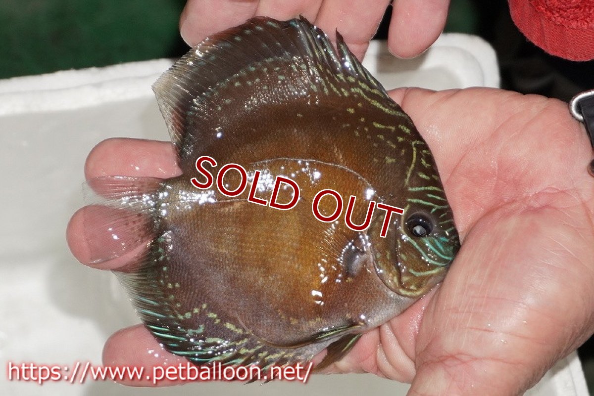 画像5: 【ディスカス】【通販】【超激レア セレクト個体】(【激赤必至】朱月　（スーパーヤングスター）【個体販売】12cm【証明書付】（生体）B-HOUSE 倉津氏作出 (5)