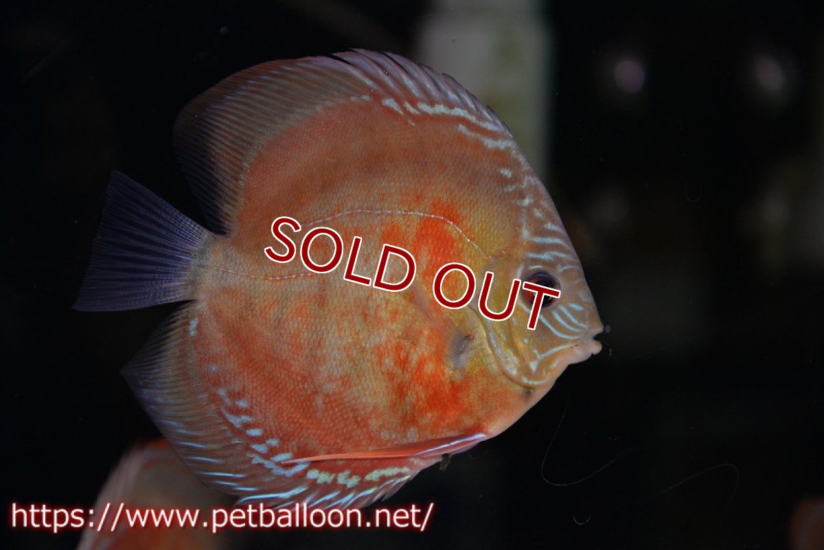 画像2: 【ディスカス】【通販】【超激レア セレクト個体】(【激赤必至】朱月 (スーパーヤングスター)【個体販売】12cm【証明書付】(生体)B-HOUSE 倉津氏作出 (2)