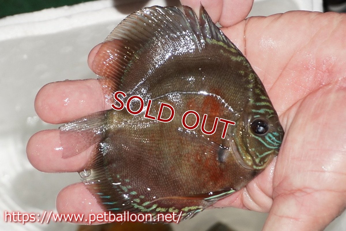 画像4: 【ディスカス】【通販】【超激レア セレクト個体】(【激赤必至】朱月 (スーパーヤングスター)【個体販売】12cm【証明書付】(生体)B-HOUSE 倉津氏作出 (4)