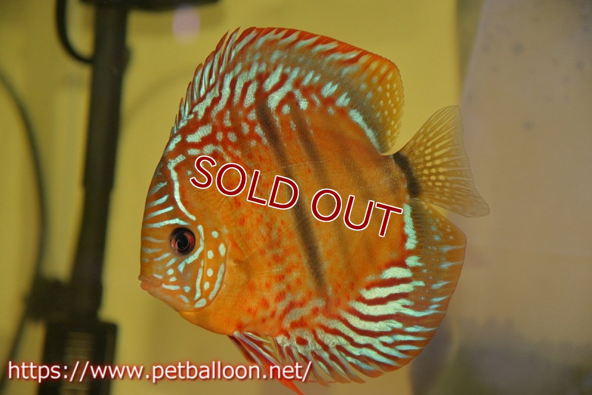 画像2: 【ディスカス】【通販】【激レアワイルドクロス】【国産ブリード】北岸アレンカークリペアレッドクロスヘッケルF2【個体販売】15cm(生体)【越中の雄 作出】 (2)