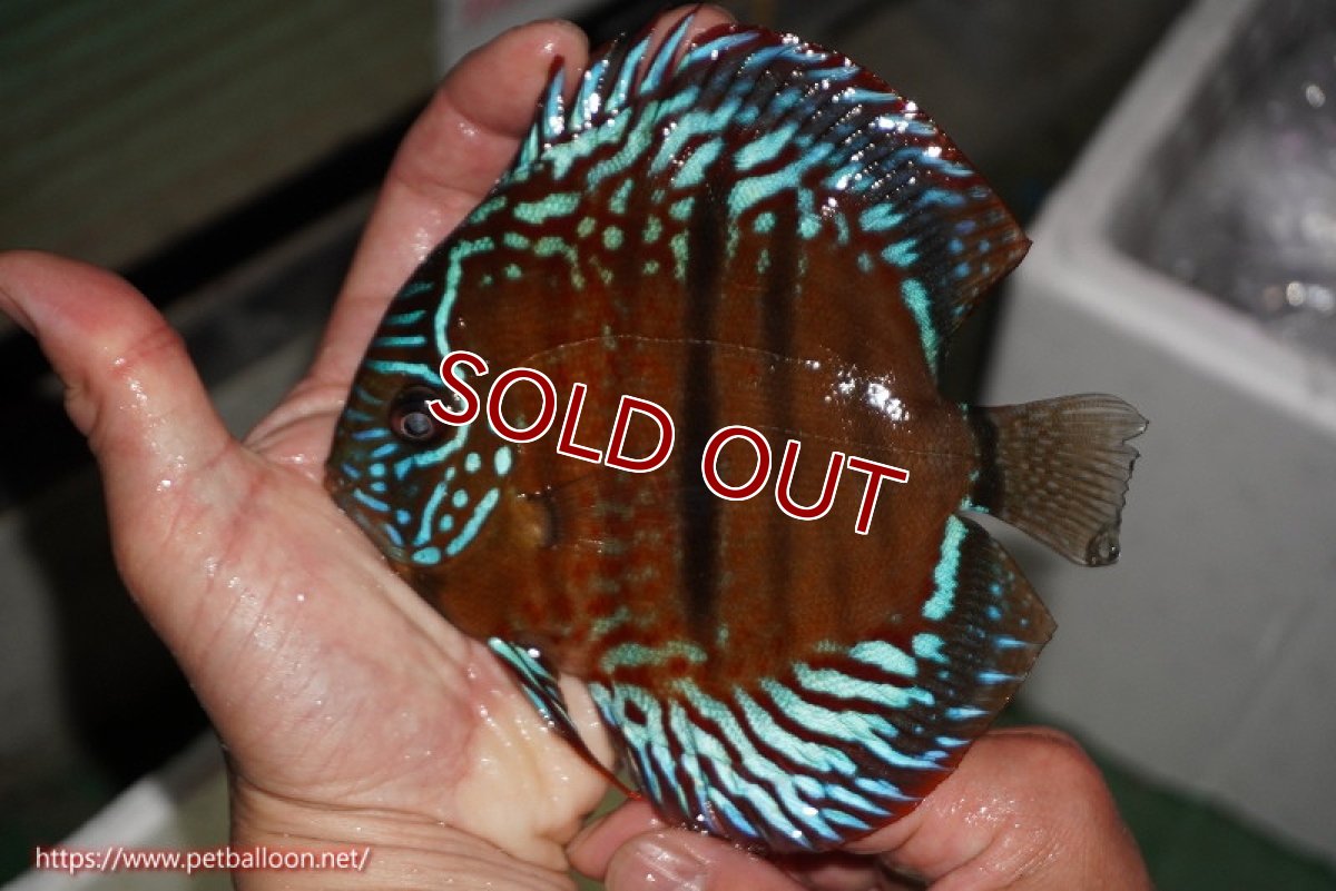 画像3: 【ディスカス】【通販】【激レアワイルドクロス】【国産ブリード】北岸アレンカークリペアレッドクロスヘッケルF2【個体販売】15cm(生体)【越中の雄 作出】 (3)