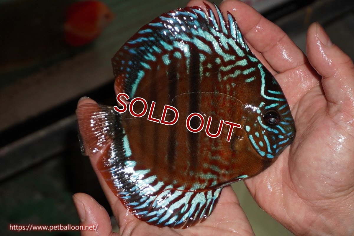 画像4: 【ディスカス】【通販】【激レアワイルドクロス】【国産ブリード】北岸アレンカークリペアレッドクロスヘッケルF2【個体販売】15cm(生体)【越中の雄 作出】 (4)