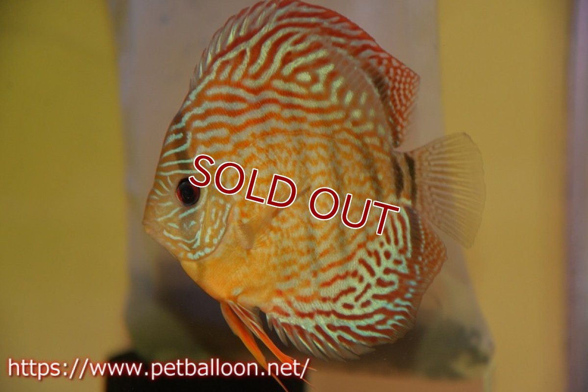 画像1: 【除夜の鐘新春セール対象商品】※除夜の鐘新春セール品の為、10%OFFクーポンはご利用不可【ディスカス】【通販】【激レアワイルドクロス】【国産ブリード】アッパーテフェロイヤルグリーンクロスヨーロッパ産ロートターキス【個体販売】15cm（生体）【越中の雄 作出】 (1)