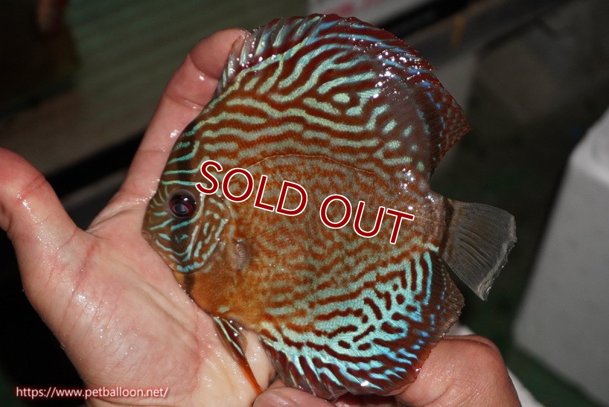 画像2: 【除夜の鐘新春セール対象商品】※除夜の鐘新春セール品の為、10%OFFクーポンはご利用不可【ディスカス】【通販】【激レアワイルドクロス】【国産ブリード】アッパーテフェロイヤルグリーンクロスヨーロッパ産ロートターキス【個体販売】15cm（生体）【越中の雄 作出】 (2)