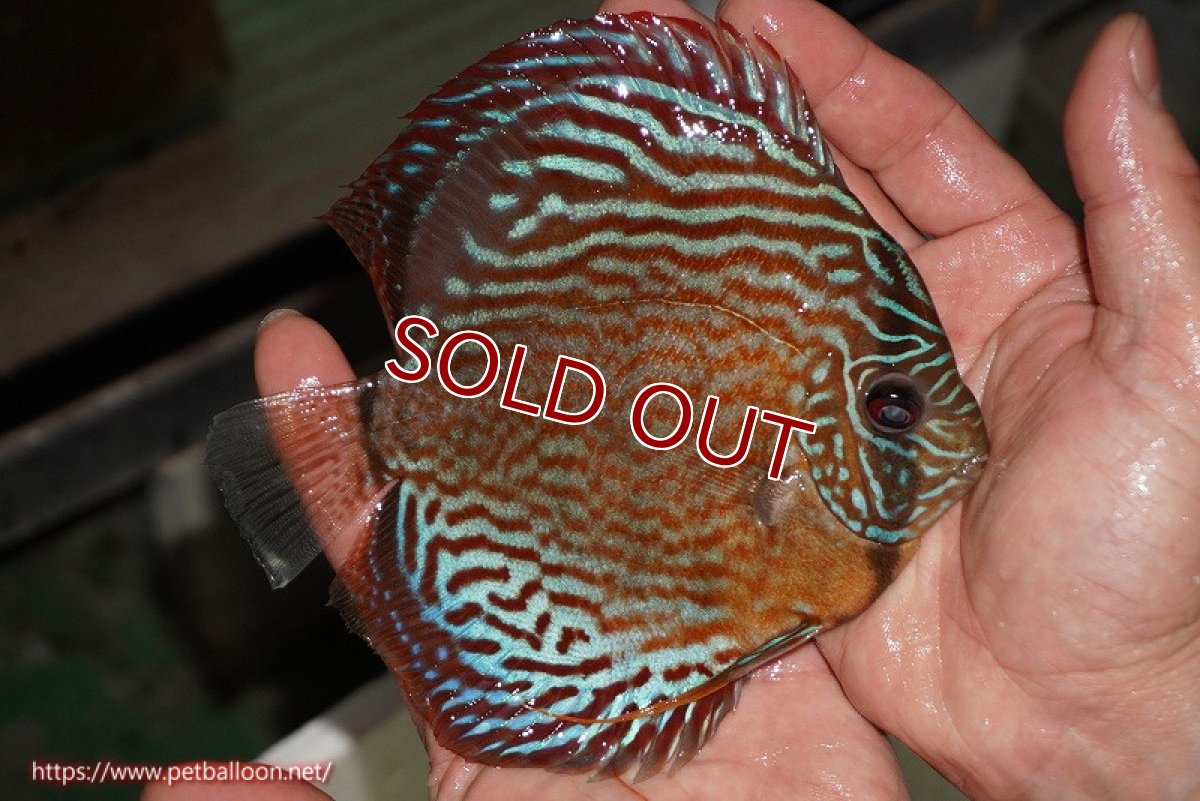 画像3: 【除夜の鐘新春セール対象商品】※除夜の鐘新春セール品の為、10%OFFクーポンはご利用不可【ディスカス】【通販】【激レアワイルドクロス】【国産ブリード】アッパーテフェロイヤルグリーンクロスヨーロッパ産ロートターキス【個体販売】15cm（生体）【越中の雄 作出】 (3)