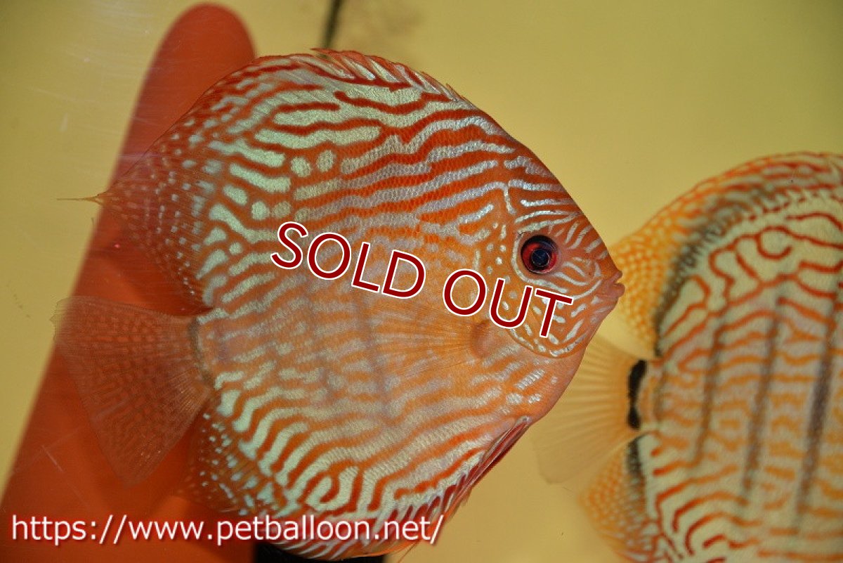 画像2: 【ディスカス】【通販】【激レアワイルドクロス】【国産ブリード】プルスロイヤルブルークロスヨーロッパ産ロートターキス【個体ペア販売】16cm(生体)【越中の雄 作出】 (2)