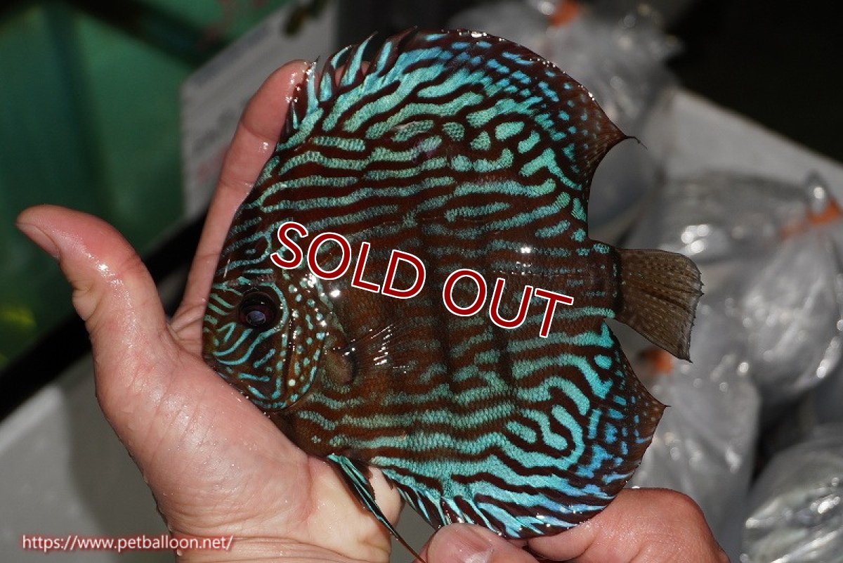 画像3: 【ディスカス】【通販】【激レアワイルドクロス】【国産ブリード】プルスロイヤルブルークロスヨーロッパ産ロートターキス【個体ペア販売】16cm(生体)【越中の雄 作出】 (3)