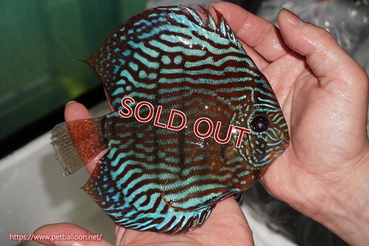 画像4: 【ディスカス】【通販】【激レアワイルドクロス】【国産ブリード】プルスロイヤルブルークロスヨーロッパ産ロートターキス【個体ペア販売】16cm(生体)【越中の雄 作出】 (4)