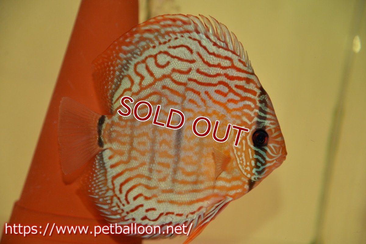 画像5: 【ディスカス】【通販】【激レアワイルドクロス】【国産ブリード】プルスロイヤルブルークロスヨーロッパ産ロートターキス【個体ペア販売】16cm(生体)【越中の雄 作出】 (5)