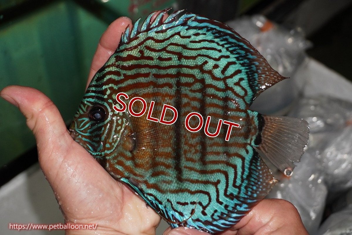 画像6: 【ディスカス】【通販】【激レアワイルドクロス】【国産ブリード】プルスロイヤルブルークロスヨーロッパ産ロートターキス【個体ペア販売】16cm(生体)【越中の雄 作出】 (6)