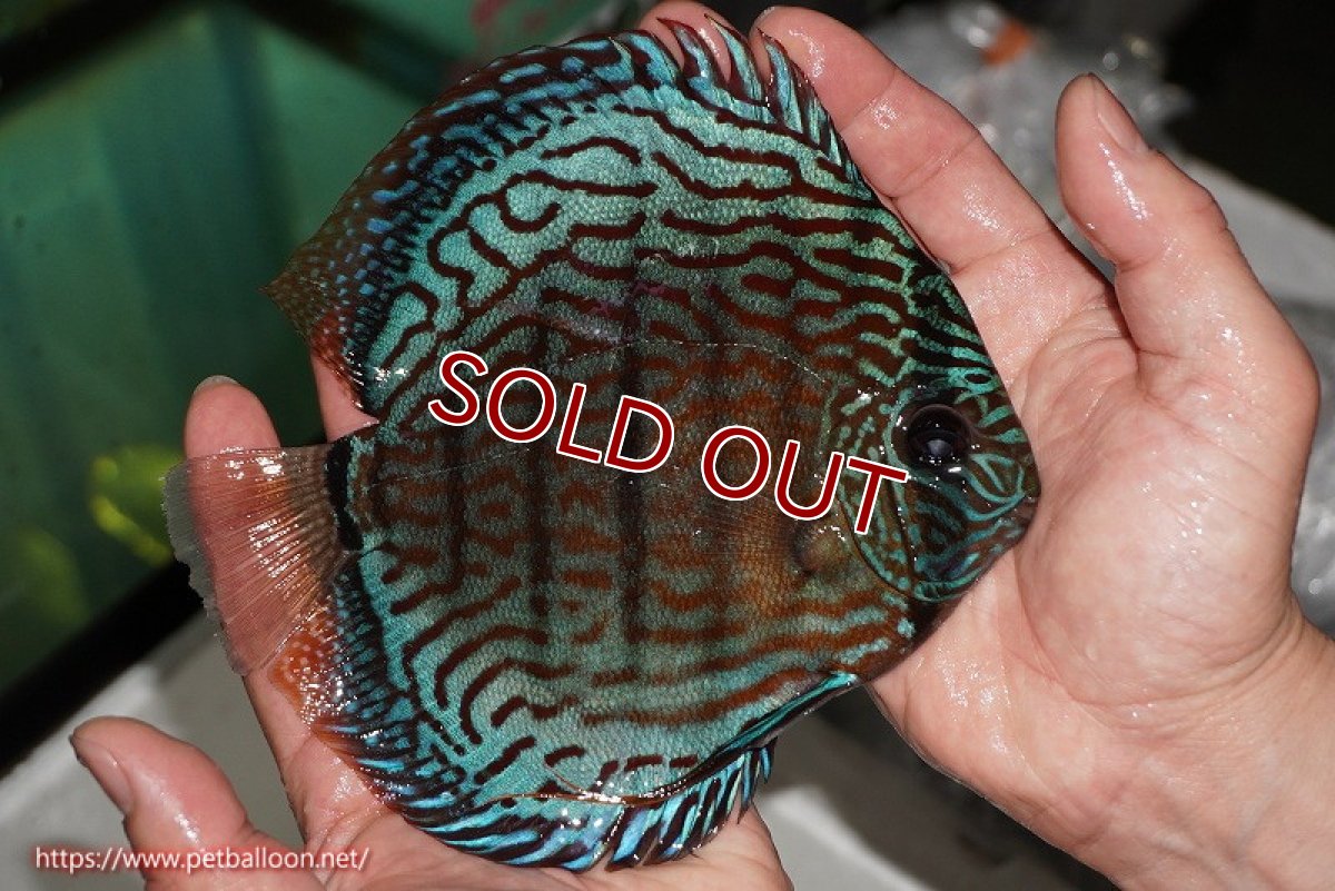 画像7: 【ディスカス】【通販】【激レアワイルドクロス】【国産ブリード】プルスロイヤルブルークロスヨーロッパ産ロートターキス【個体ペア販売】16cm(生体)【越中の雄 作出】 (7)