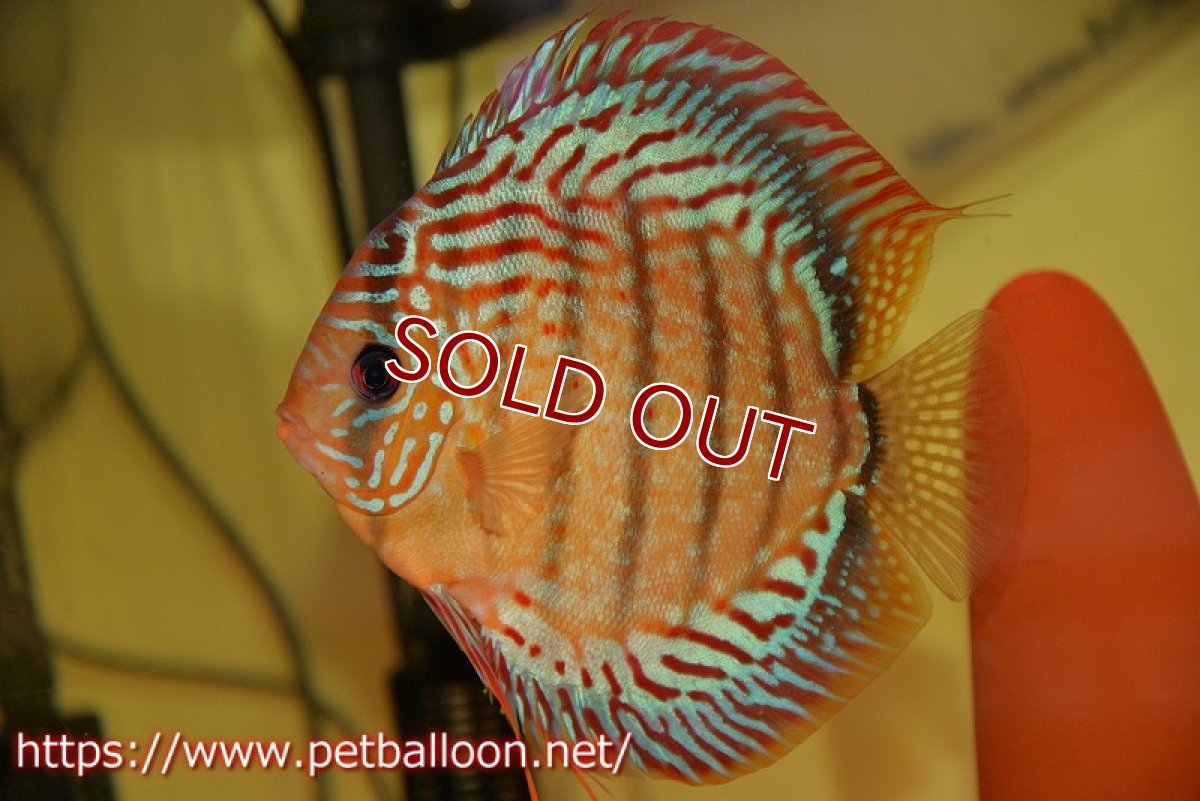 画像2: 【ディスカス】【通販】【激レアワイルドクロス】【国産ブリード】北岸アレンカークリペアロイヤル【個体ペア販売】15cm(生体)【越中の雄 作出】 (2)