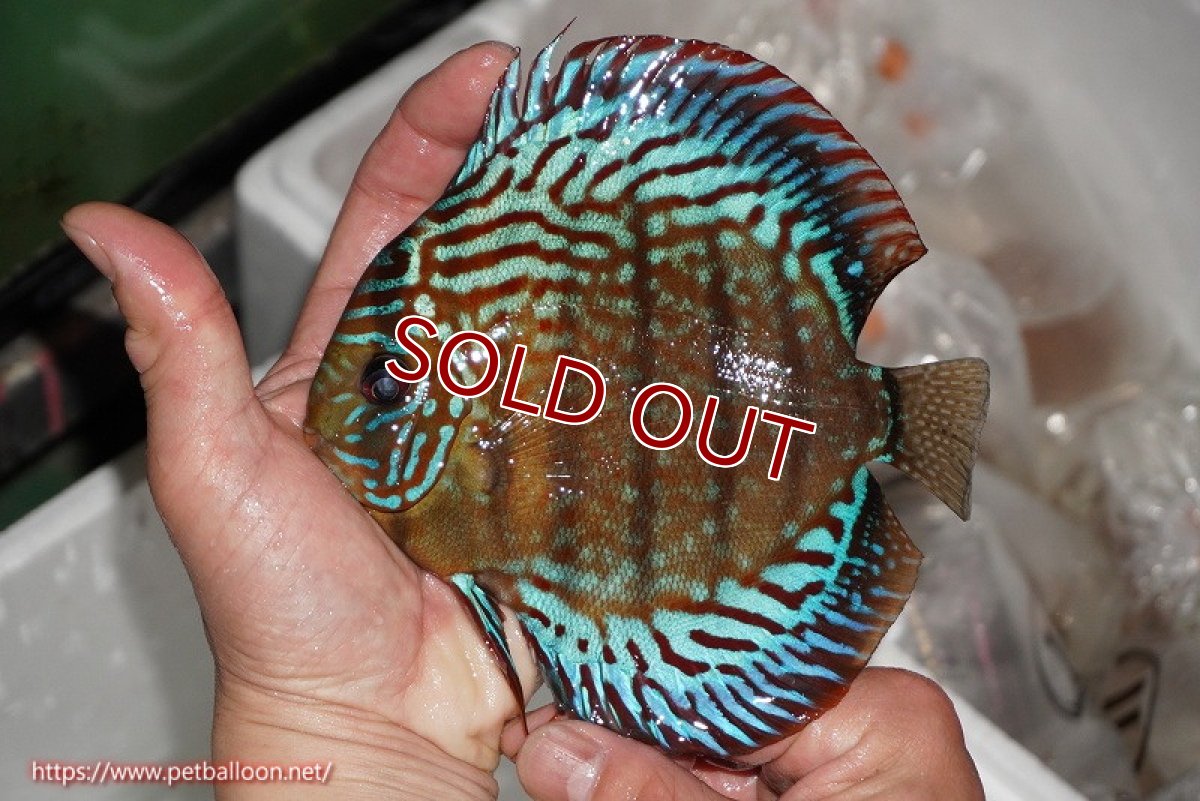 画像3: 【ディスカス】【通販】【激レアワイルドクロス】【国産ブリード】北岸アレンカークリペアロイヤル【個体ペア販売】15cm(生体)【越中の雄 作出】 (3)