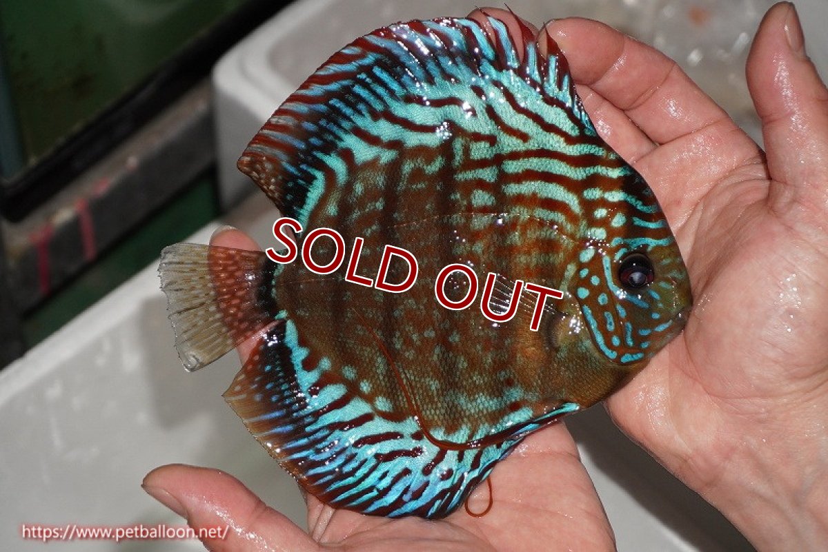 画像4: 【ディスカス】【通販】【激レアワイルドクロス】【国産ブリード】北岸アレンカークリペアロイヤル【個体ペア販売】15cm(生体)【越中の雄 作出】 (4)