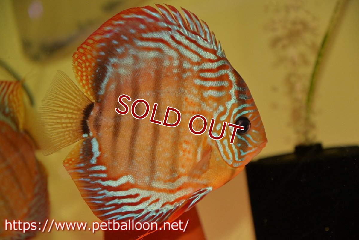 画像5: 【ディスカス】【通販】【激レアワイルドクロス】【国産ブリード】北岸アレンカークリペアロイヤル【個体ペア販売】15cm(生体)【越中の雄 作出】 (5)