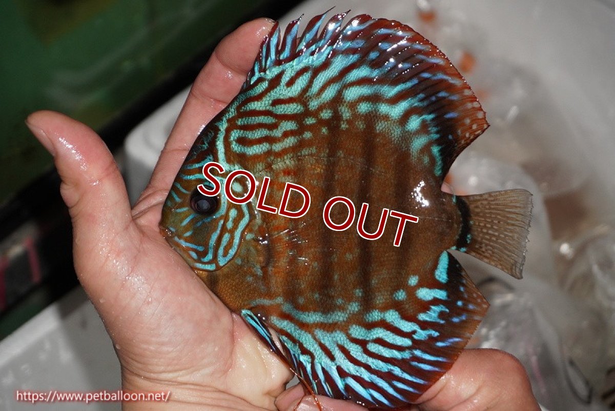 画像6: 【ディスカス】【通販】【激レアワイルドクロス】【国産ブリード】北岸アレンカークリペアロイヤル【個体ペア販売】15cm(生体)【越中の雄 作出】 (6)