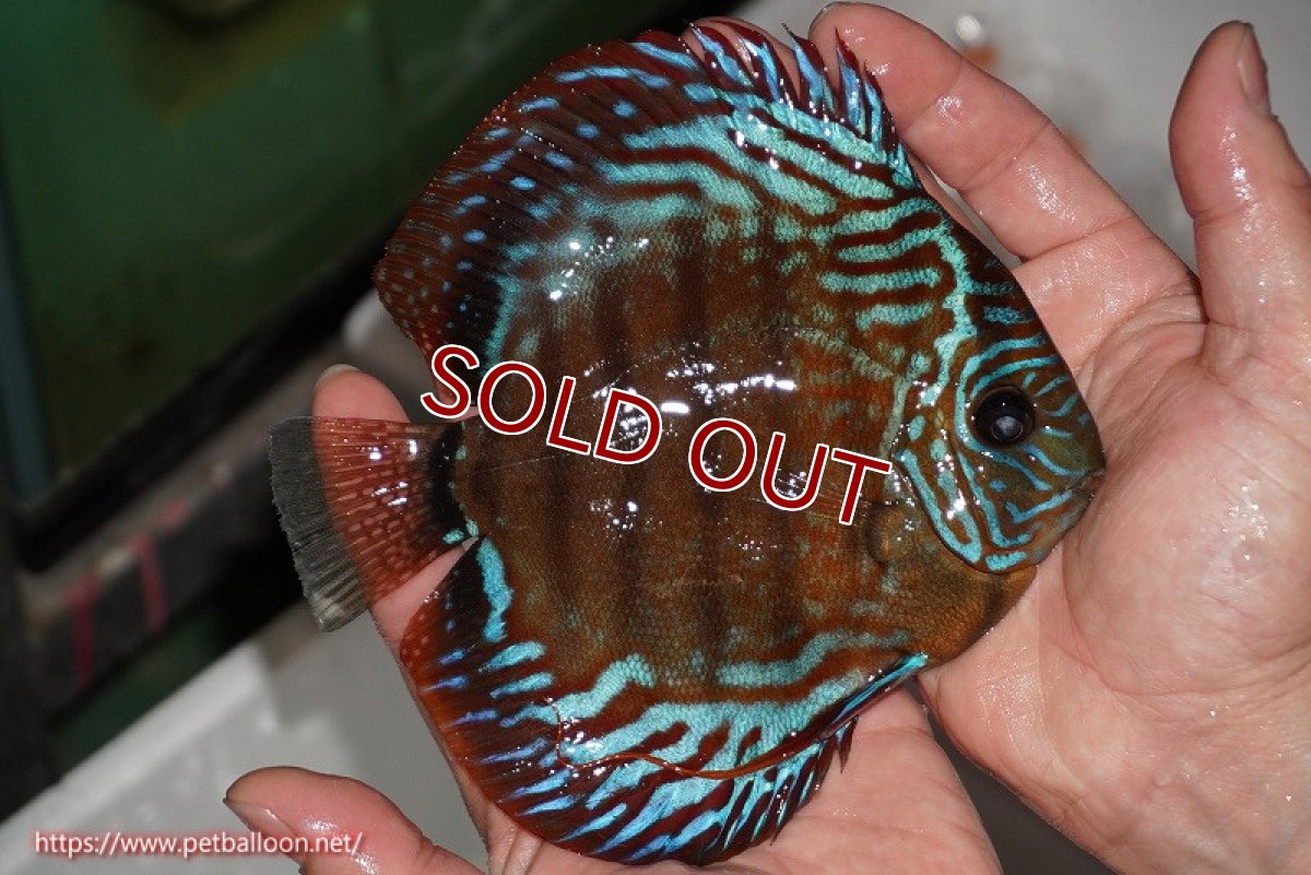 画像7: 【ディスカス】【通販】【激レアワイルドクロス】【国産ブリード】北岸アレンカークリペアロイヤル【個体ペア販売】15cm(生体)【越中の雄 作出】 (7)