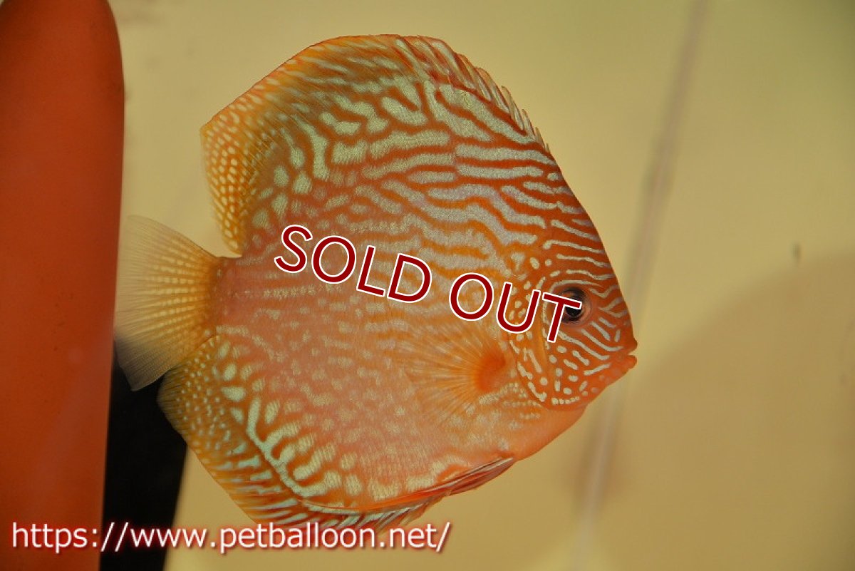 画像2: 【ディスカス】【通販】【激レアワイルドクロス】【国産ブリード】北岸アレンカークリペアロイヤル&北岸アレンカークリペアソリッドレッド【個体ペア販売】15cm(生体)【越中の雄 作出】 (2)