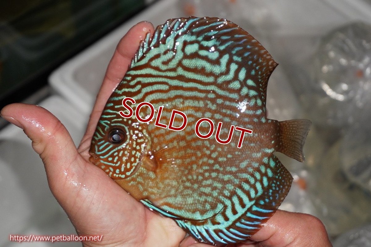 画像3: 【ディスカス】【通販】【激レアワイルドクロス】【国産ブリード】北岸アレンカークリペアロイヤル&北岸アレンカークリペアソリッドレッド【個体ペア販売】15cm(生体)【越中の雄 作出】 (3)