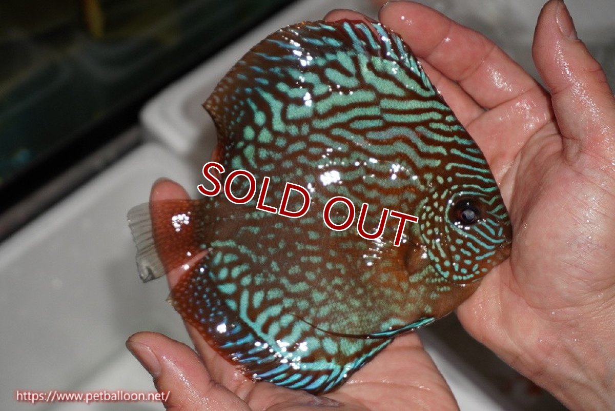 画像4: 【ディスカス】【通販】【激レアワイルドクロス】【国産ブリード】北岸アレンカークリペアロイヤル&北岸アレンカークリペアソリッドレッド【個体ペア販売】15cm(生体)【越中の雄 作出】 (4)