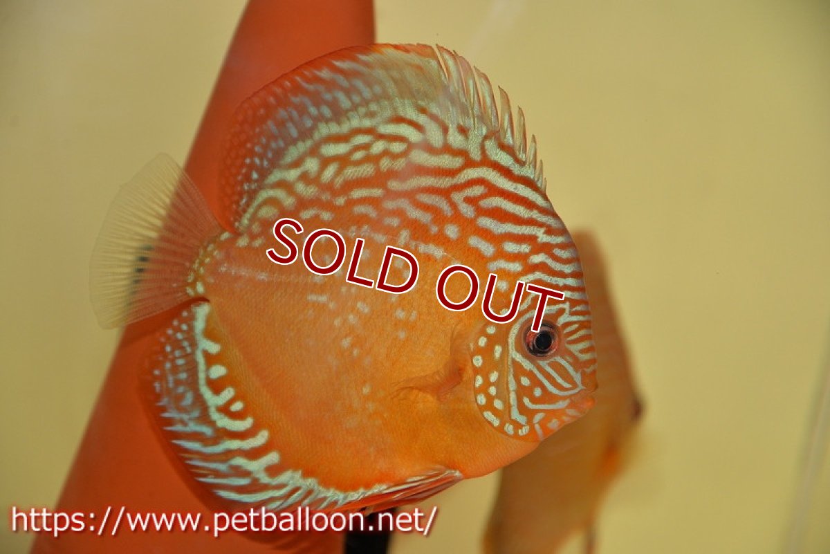 画像5: 【ディスカス】【通販】【激レアワイルドクロス】【国産ブリード】北岸アレンカークリペアロイヤル&北岸アレンカークリペアソリッドレッド【個体ペア販売】15cm(生体)【越中の雄 作出】 (5)